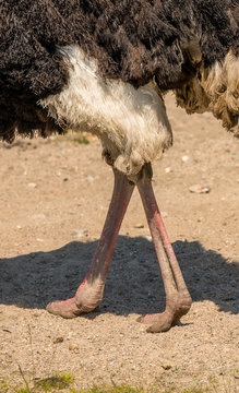 Feet of the Common Ostrich, Struthio camelus, walking outdoors in sand