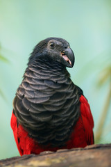 The Pesquet's parrot (Psittrichas fulgidus) also known as the Vulturine Parrot, portrait of a New Guinea parrot. New Guinea parrot with red head.