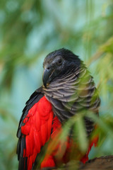 The Pesquet's parrot (Psittrichas fulgidus) also known as the Vulturine Parrot, portrait of a New Guinea parrot. New Guinea parrot with red head.