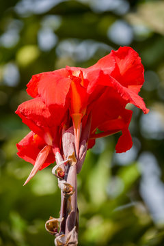 Red Canna Lily Flower in the Garden
