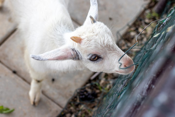 ヤギのポートレート