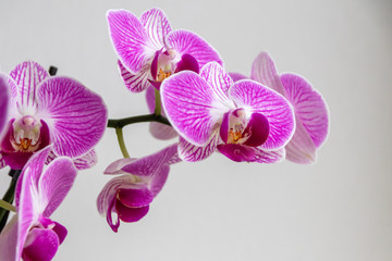 Pink-rosa-farbene Orchidee in voller Blütenpracht und mit sich öffnenden Blütenknospen als edles...