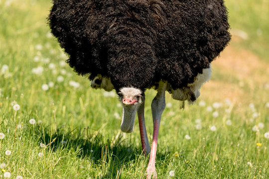 Big feet of the Common Ostrich, Struthio camelus, big male bird walking towards camera with low head