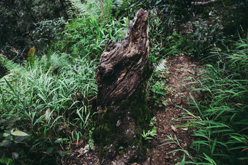 Tree stump in the real forest.