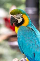 ルリコンゴウインコ