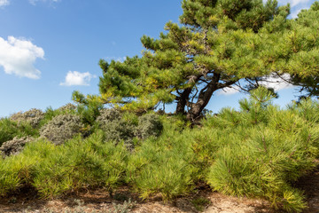 Pin dans l'espaces naturel sensible des dunes de la Slack