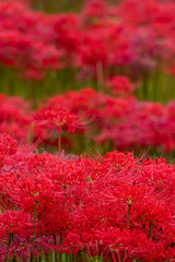 彼岸花畑　秋イメージ