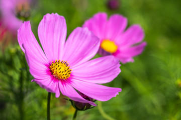 Obraz premium コスモス畑 秋イメージ