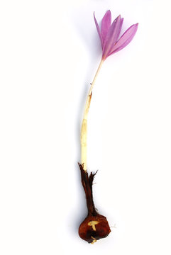 Autumn crocus (Colchicum autumnale) isolated on white.