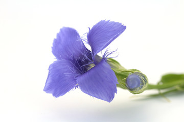 Flower of fringed gentian (Gentianella ciliata) isolated on white.