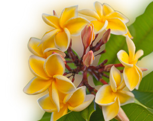 Obraz na płótnie Canvas yellow flowers on white background