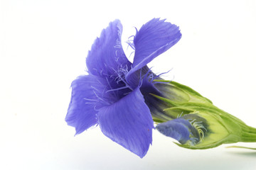 Flower of fringed gentian (Gentianella ciliata) isolated on white.