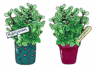 Set of marjoram herb, branches with green leaves. Marjoram in green with red dots and brown clay pots. Isolated on white background. Marker hand drawn sketch. Botanical sketch.