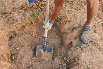 The gardener makes a hole in the ground for planting trees