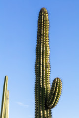 Thorny succulent etched against a clear blue sky