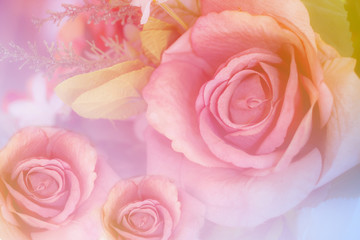 Colorful pink roses in soft color and blur style for background, beautiful artificial flowers