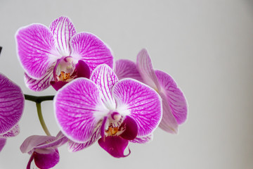 Pink-rosa-farbene Orchidee in voller Blütenpracht und mit sich öffnenden Blütenknospen als edles...