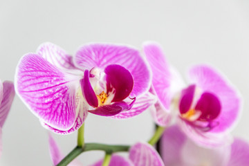 Pink-rosa-farbene Orchidee in voller Blütenpracht und mit sich öffnenden Blütenknospen als edles Geschenk zum Muttertag oder zur Freude und Zierde für Freunde und Verwandte