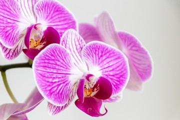 Naklejka na ściany i meble Pink-rosa-farbene Orchidee in voller Blütenpracht und mit sich öffnenden Blütenknospen als edles Geschenk zum Muttertag oder zur Freude und Zierde für Freunde und Verwandte