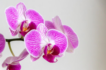 Fototapeta na wymiar Pink-rosa-farbene Orchidee in voller Blütenpracht und mit sich öffnenden Blütenknospen als edles Geschenk zum Muttertag oder zur Freude und Zierde für Freunde und Verwandte
