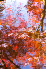 水面と紅葉
