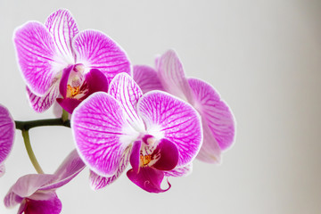 Obraz na płótnie Canvas Pink-rosa-farbene Orchidee in voller Blütenpracht und mit sich öffnenden Blütenknospen als edles Geschenk zum Muttertag oder zur Freude und Zierde für Freunde und Verwandte