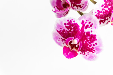 Fototapeta na wymiar Pink-rosa-farbene Orchidee in voller Blütenpracht und mit sich öffnenden Blütenknospen als edles Geschenk zum Muttertag oder zur Freude und Zierde für Freunde und Verwandte