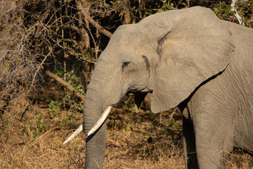 Profile view of elephant head with tusk
