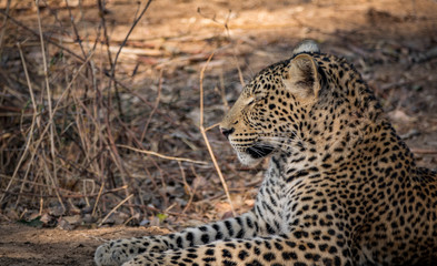 Profile view of wild leopard laid down