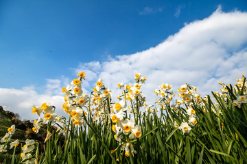 水仙の花　初春イメージ