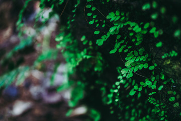 Selective focus on Green ivy leaf plant on tree at the forest near the water fall or brook.