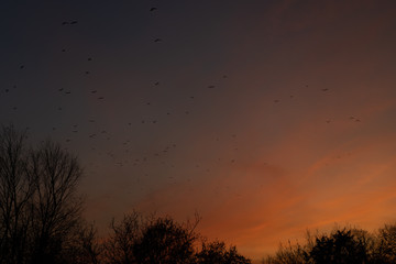 Flock of birds at sunset