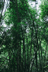 Fototapeta na wymiar Big Bamboo tree in the real forest.