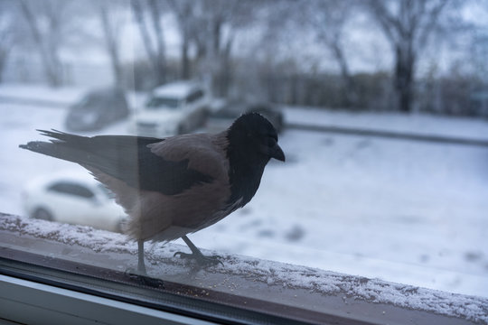 The crow outside the window looks inside
