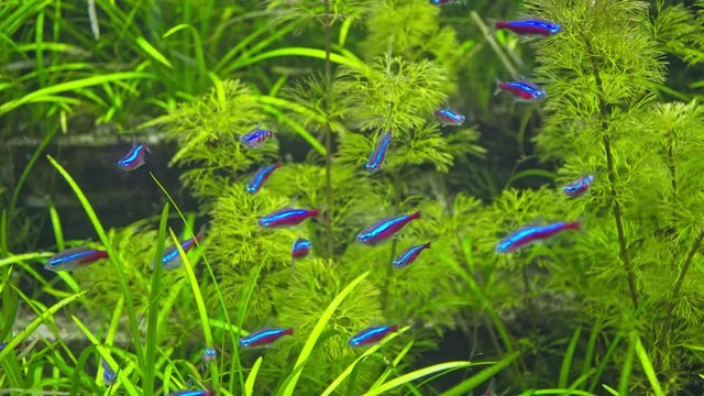 Denison`s barb. tropical fish in aquarium