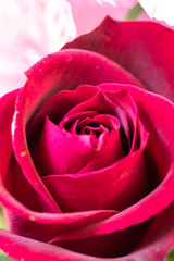 Fototapeta premium バラの花