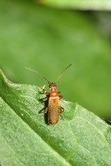Closeup of a soldier beetle, Cantharis rufa, resting on a green leaf.