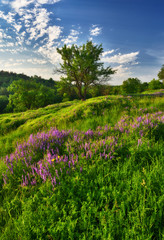 spring meadow. sunrise in a picturesque valley