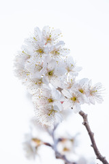 桜の花　春イメージ