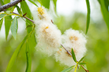 blooming willow in spring on a sunny day