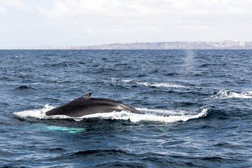 Obraz premium Humpback whale watching at Sydney harbour 