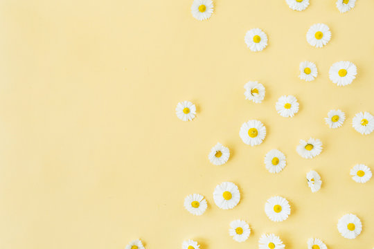 White chamomile daisy flowers pattern on yellow background. Flat lay, top  view floral composition. Stock Photo | Adobe Stock
