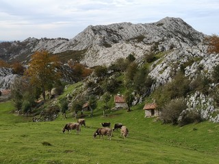 Paysages dans les Picos de Europa