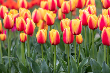チューリップの花　春イメージ