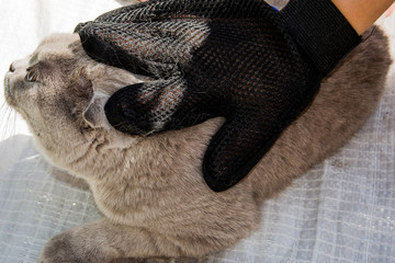 Woman combing the cat with a glove. Pet Hair Care