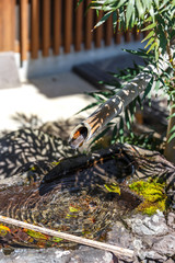 日本のつくばい　和風イメージ