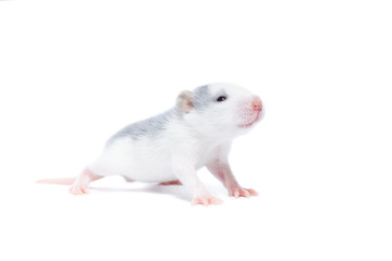 rat on white background