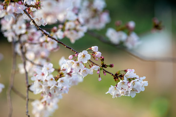 桜の花　春イメージ