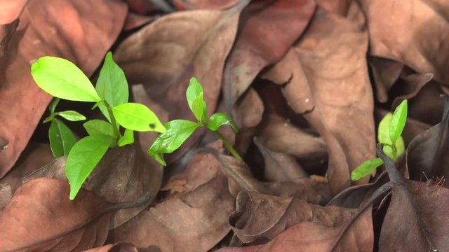 Ants waking about leaves and greenery 