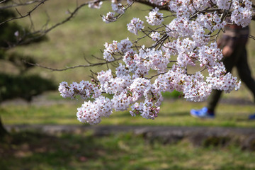 桜の花　春イメージ